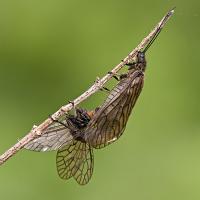Alder Flies Mating 